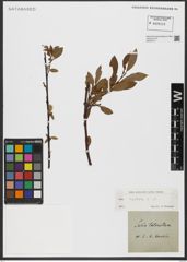 Foto von Salix hastata L.